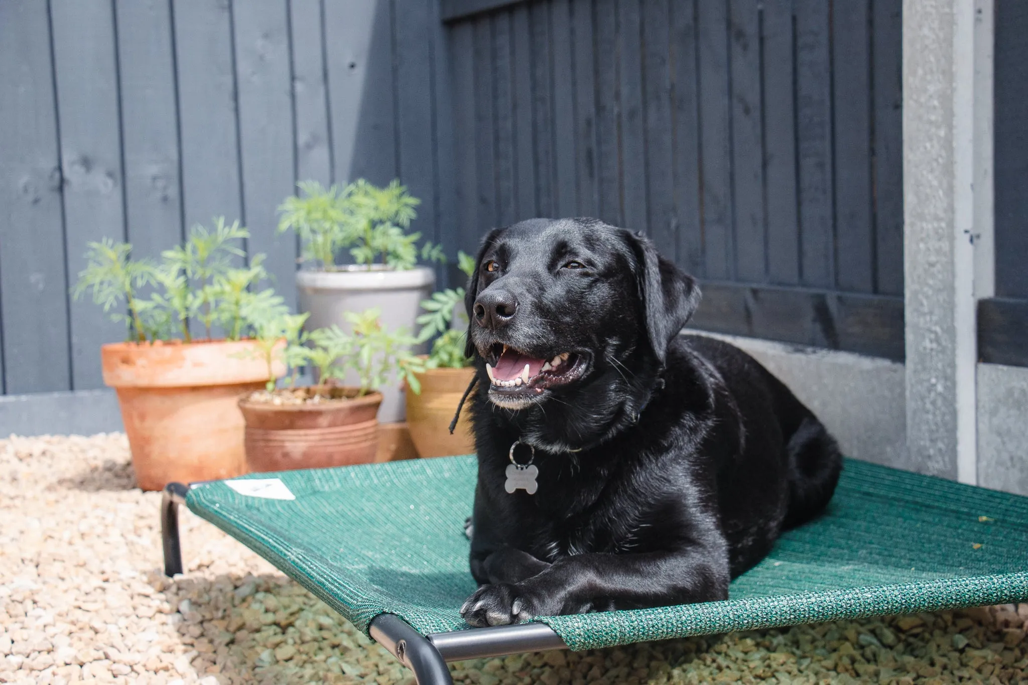 Coolaroo Raised Dog Beds Green (Large, X-Large)